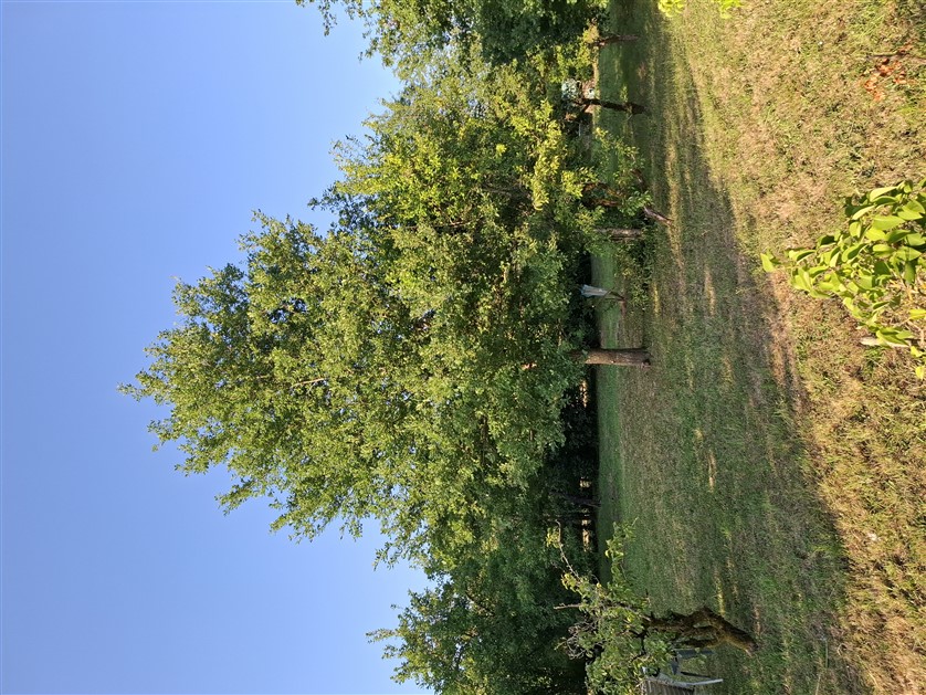 For Sale Pretty Cottage in Dompierre-Les-Eglises - 87 20577